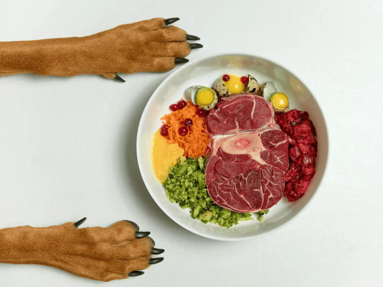 Comida natural cocinada para perros: alternativa saludable